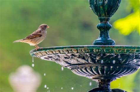 emission fontaine homme